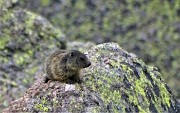 87 Marmotta al maxi-zoom